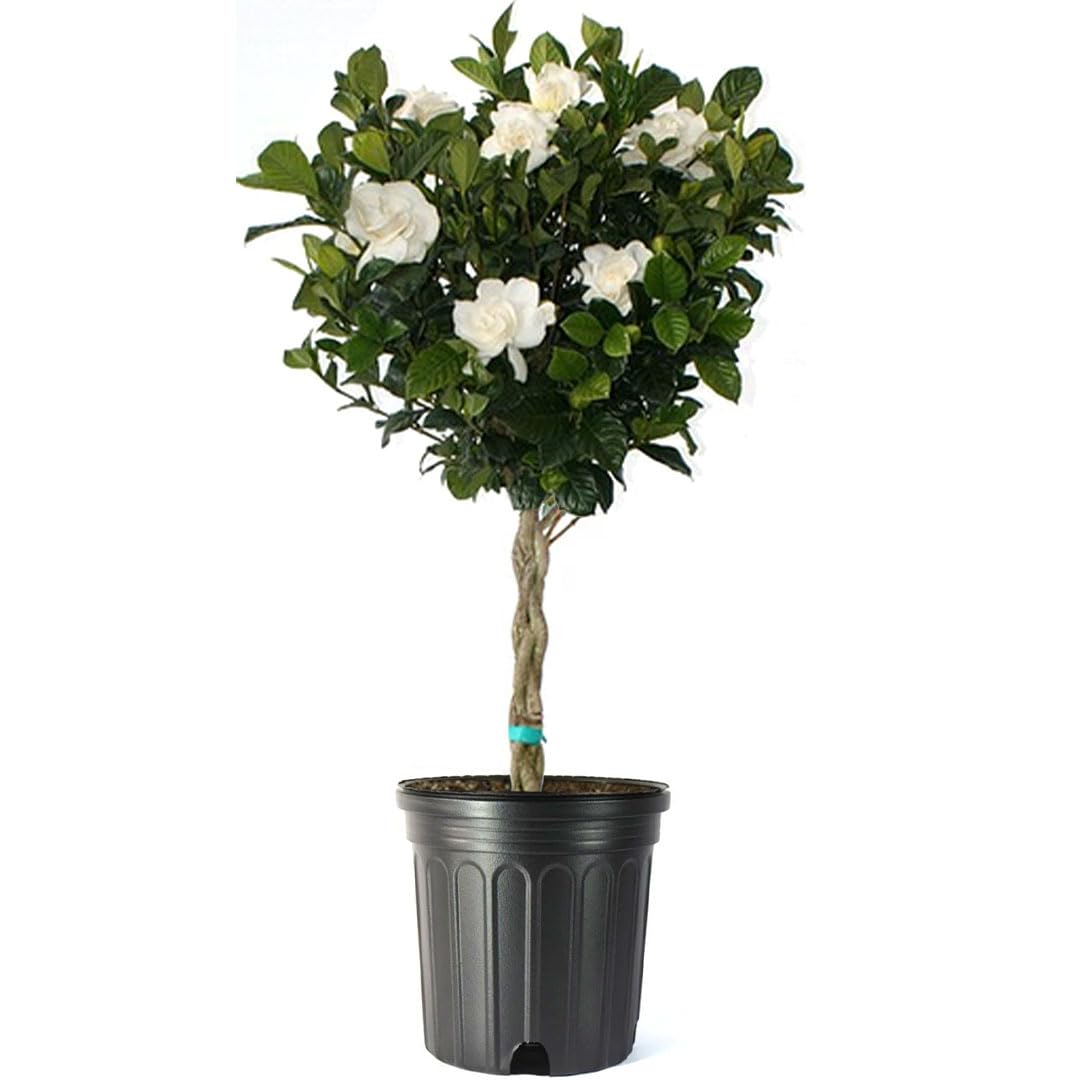 Gardenia Tree Live Evergreen 8-Inch Pot Fragrant White Blooms G269976