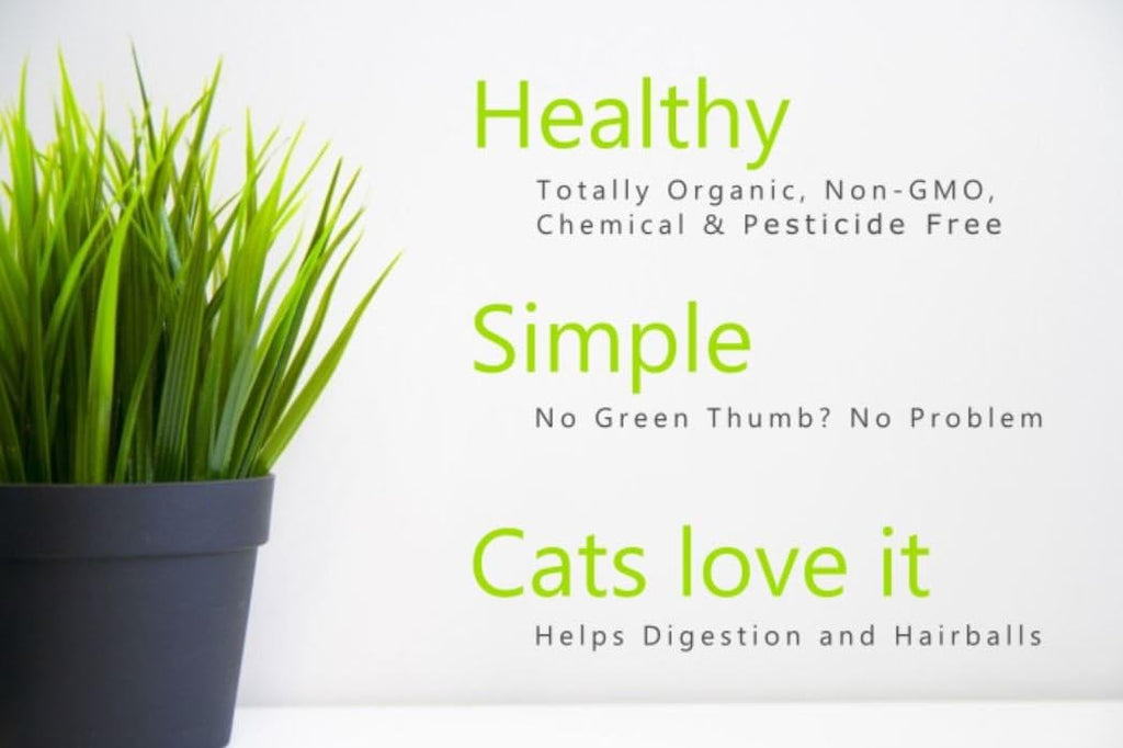 100% Organic Cat Grass Seed Mix 6 Ounce H624