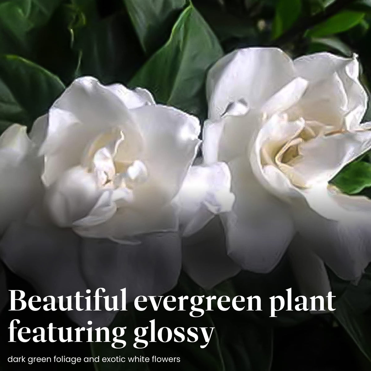 Gardenia Tree Live Evergreen 8-Inch Pot Fragrant White Blooms G269976