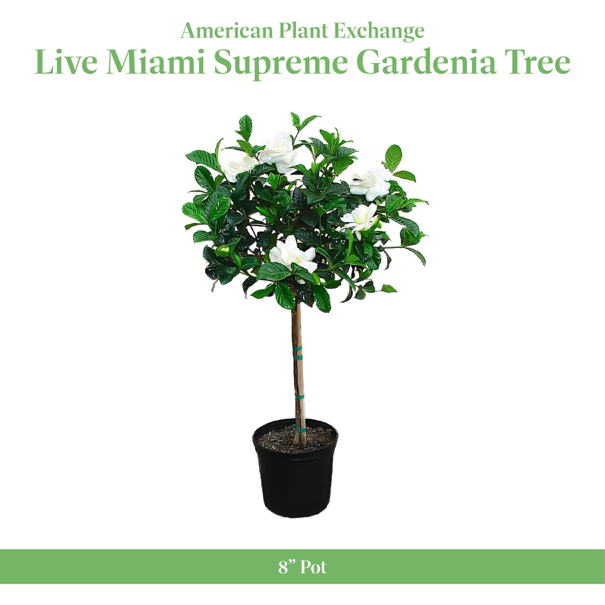 Gardenia Tree Live Evergreen 8-Inch Pot Fragrant White Blooms G269976