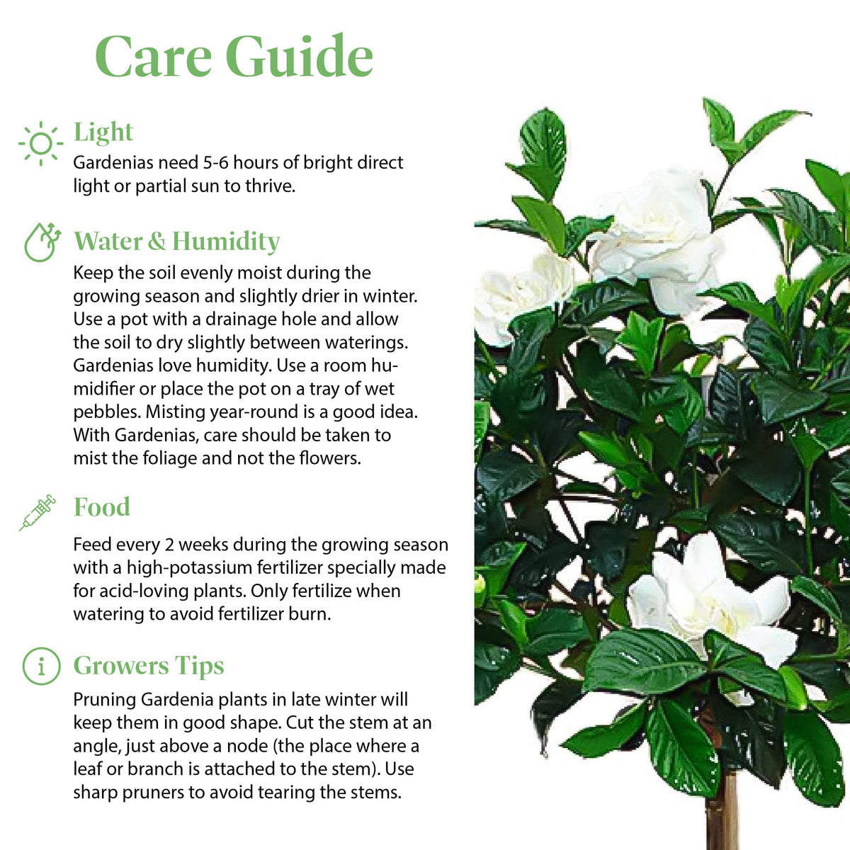 Gardenia Tree Live Evergreen 8-Inch Pot Fragrant White Blooms G269976