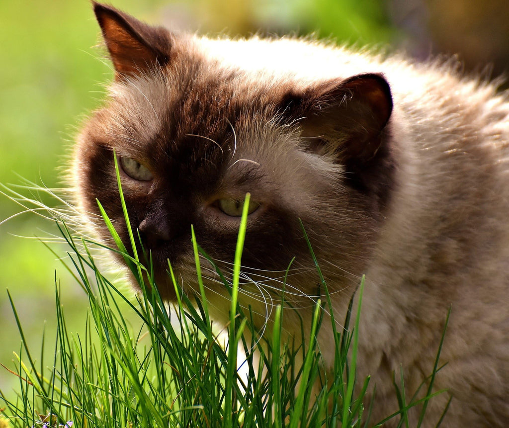 100% Organic Cat Grass Seed Mix 6 Ounce H624