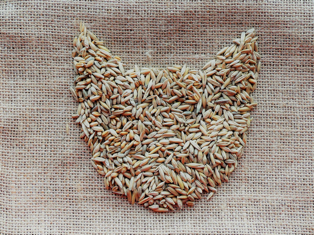 100% Organic Cat Grass Seed Mix 6 Ounce H624
